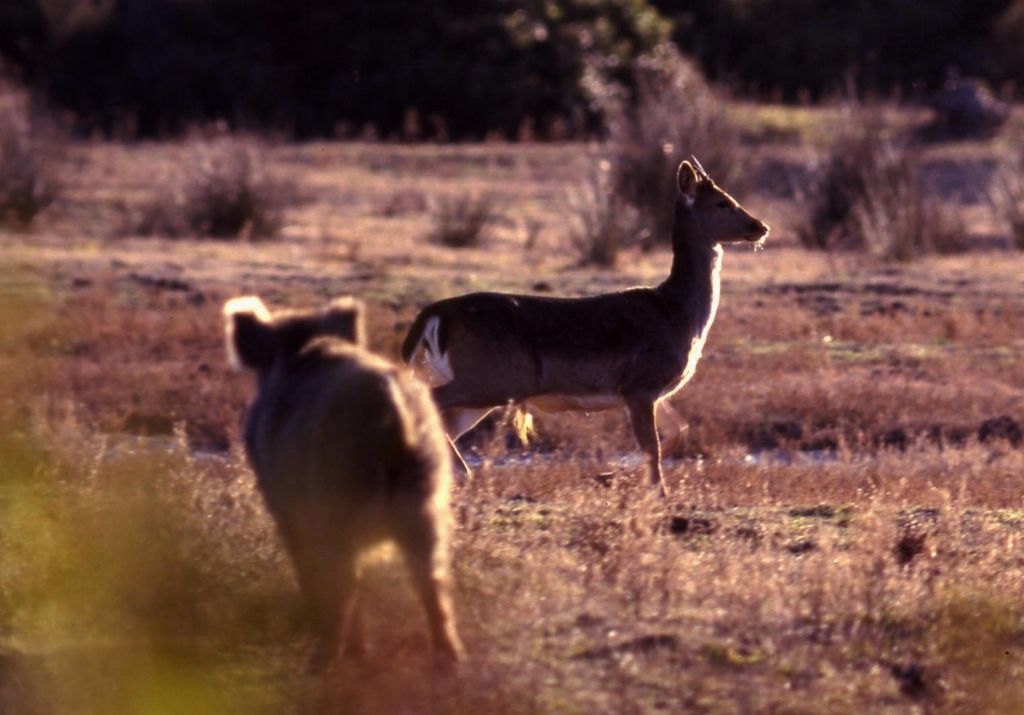 Cinghiale e Daino